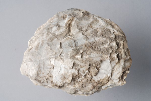 Oyster shell, shell waste soil find shell, grow Three oyster shells (1-3) from urban waste Oysters and mussels from city waste