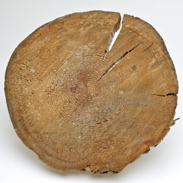 Disc foundation pile of the Schielandshuis, fragment wooden construction part timber pine wood 23,2 w 4,2 Disc of foundation