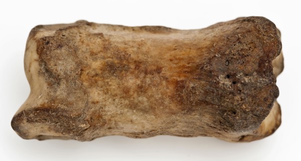 Digit from cow's leg, part of throwing game: hocks, koot game piece relaxant soil find lead leg metal, drilled cast Bone