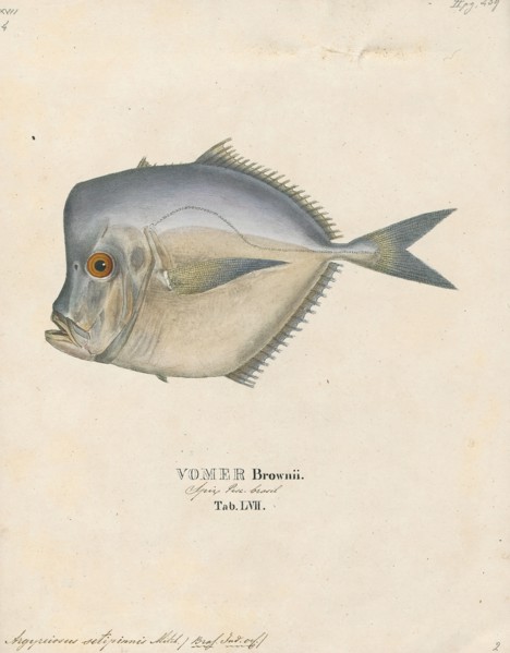 Argyreiosus setipinnis, Print, 1700-1880