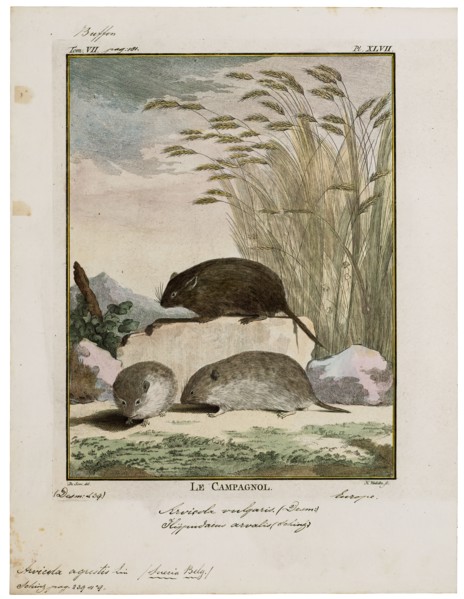 Arvicola agrestis, Print, The water voles are large voles in the genus Arvicola. They are found in