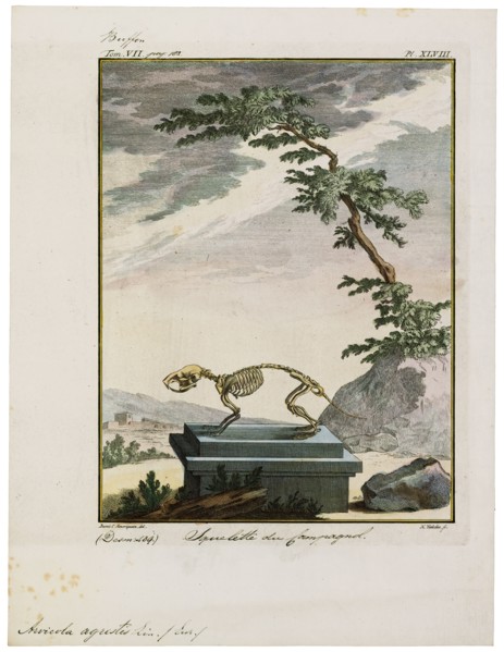 Arvicola agrestis, Print, The water voles are large voles in the genus Arvicola. They are found in