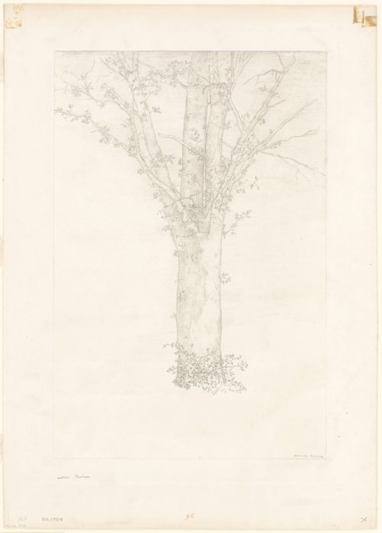 Tree, 1892, Odilon Redon, French, 1840-1916, France, Lithograph on cream China paper, laid down