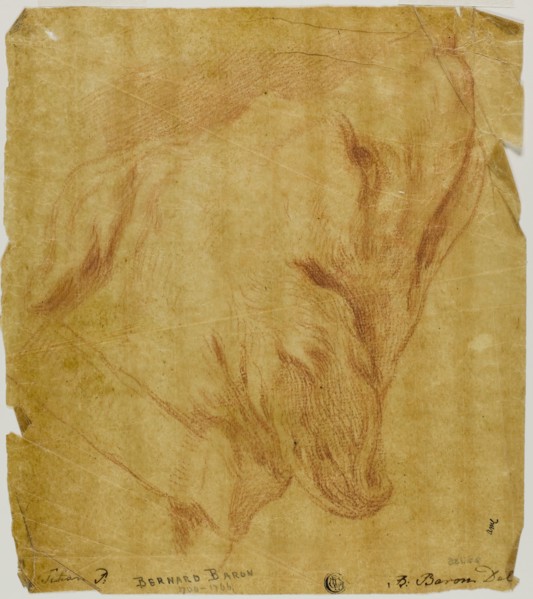 Head of a Dog, n.d., Bernard Baron (French, 1696-1762), after Tiziano Vecellio, called Titian