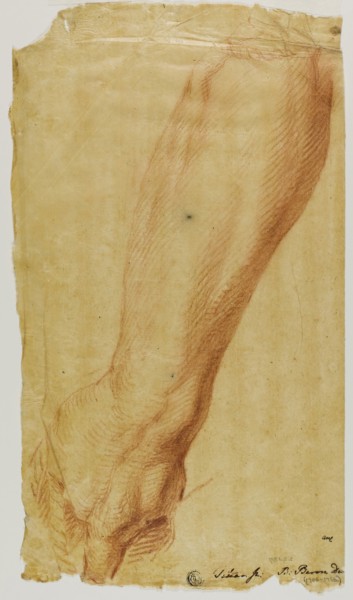 Left Arm of a Hunter, n.d., Bernard Baron (French, 1696-1762), after Tiziano Vecellio, called