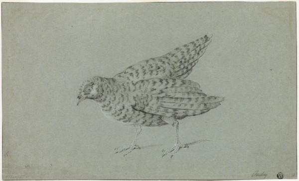 Partridge, n.d., Jean-Baptiste Oudry, French, 1686-1755, France, Black chalk, heightened with white