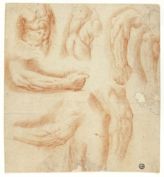 Sketches of Arms, Male Torso, and Back, n.d., Italian, Late 16th Century, Italy, Red chalk on cream