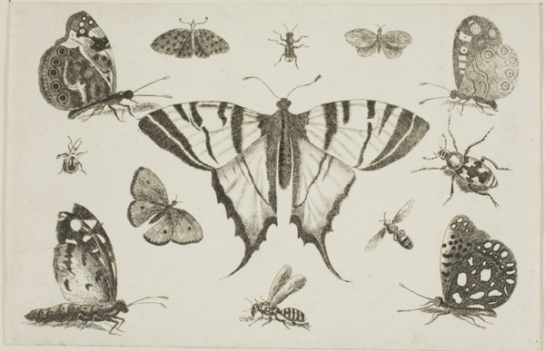 Swallow-Tailed Butterfly and Twelve Other Insects, after 1644, Wenceslaus Hollar, Czech, 1607-1677,