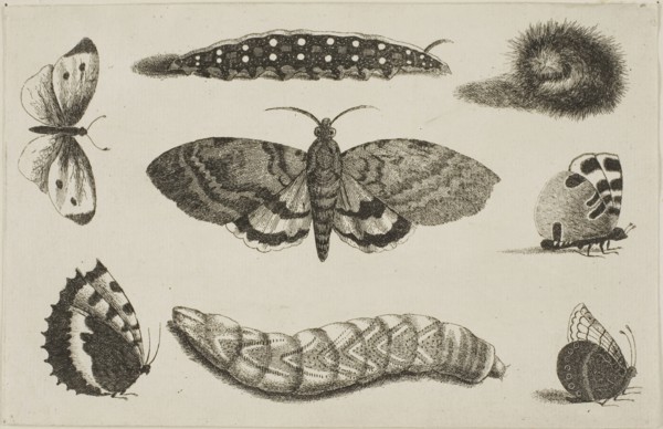 Three Caterpillars, a Moth, and Four Butterflies, after 1644, Wenceslaus Hollar, Czech, 1607-1677,