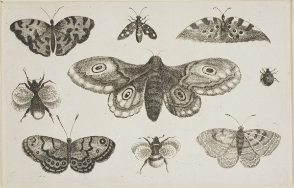 A Moth, Butterflies, and Bees, after 1644, Wenceslaus Hollar, Czech, 1607-1677, Bohemia, Etching on