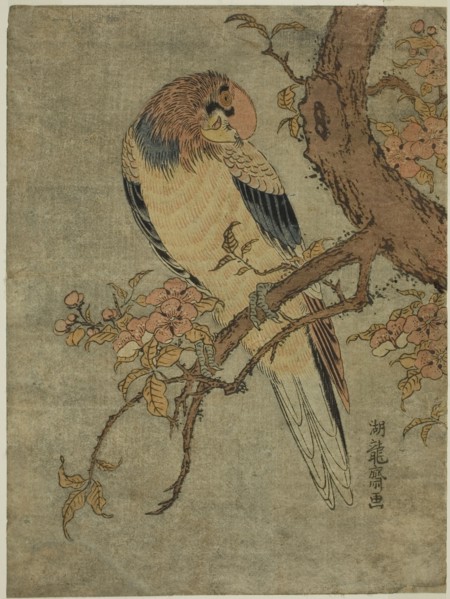 Parrot on Quince Tree, c. 1770, Isoda Koryusai, Japanese, 1735-1790, Japan, Color woodblock print,