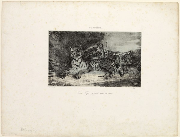 Young Tiger Playing with its Mother, 1831, Eugène Delacroix, French, 1798-1863, France, Lithograph