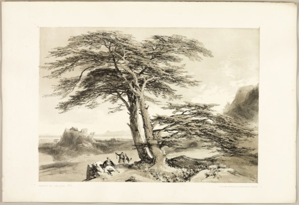 Cedars of Lebanon, from The Park and the Forest, 1841, James Duffield Harding (English, 1798-1863),