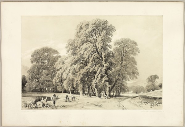 Plane Trees, from The Park and the Forest, 1841, James Duffield Harding (English, 1798-1863),