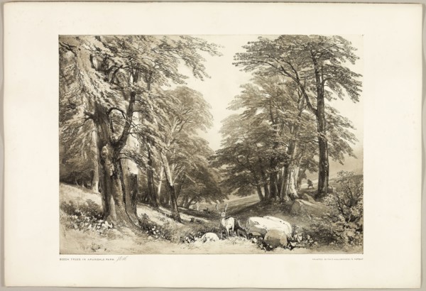 Beech Trees in Arundale Park, from The Park and the Forest, 1841, James Duffield Harding (English,