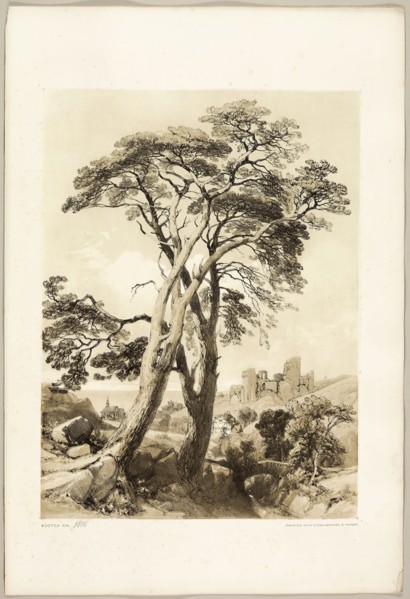 Scotch Fir, from The Park and the Forest, 1841, James Duffield Harding (English, 1798-1863),
