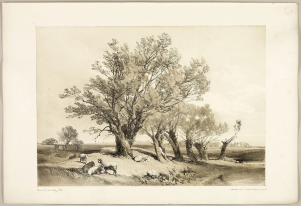 Pollard Willow, from The Park and the Forest, 1841, James Duffield Harding (English, 1798-1863),