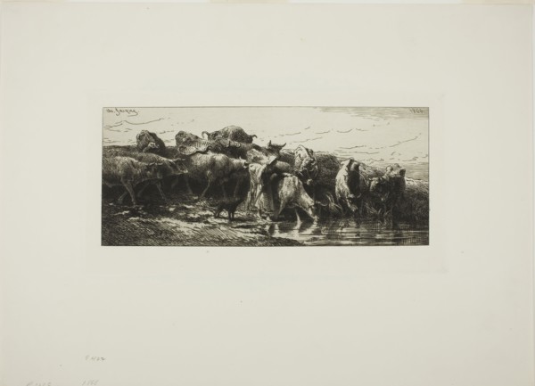 Cows Drinking from the River, 1878, Charles Émile Jacque, French, 1813-1894, France, Etching and