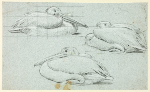 Three Sketches of Pelicans, n.d., Henry Stacy Marks, English, 1829-1898, England, Black pastel,