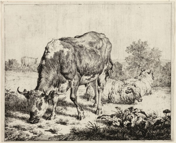A Cow and Three Sheep, n.d., Adriaen van de Velde, Dutch, 1636-1672, Holland, Etching on paper, 134