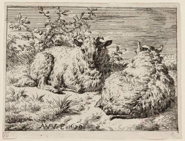 Two Sheep, n.d., Adriaen van de Velde, Dutch, 1636-1672, Holland, Etching on ivory paper, 72 x 97