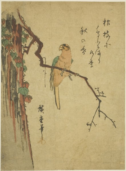 Macaw on ivy-covered tree, 1830s, Utagawa Hiroshige ?? ??, Japanese, 1797-1858, Japan, Color