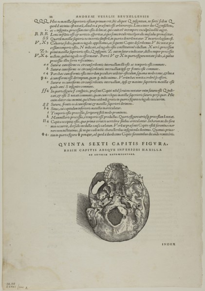 Leaf from De humani corporis fabrica (skull), plate 100 from Woodcuts from Books of the XVI