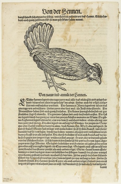 Illustration from Vogelbuch, plate 41 from Woodcuts from Books of the XVI Century, 1557, assembled