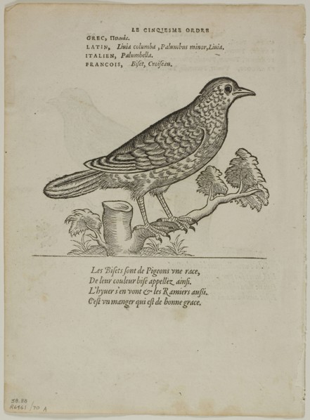 Leaf from Portraits d’Oyseaux, plate 70 from Woodcuts from Books of the XVI Century, 1557,
