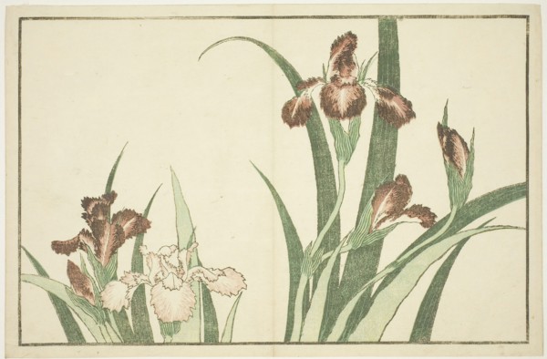 Iris, from The Picture Book of Realistic Paintings of Hokusai (Hokusai shashin gafu), c. 1814,