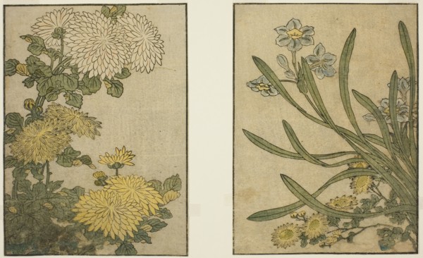Chrysanthemum and Narcissus, from the illustrated book Picture Book: Flowers of the Four Seasons