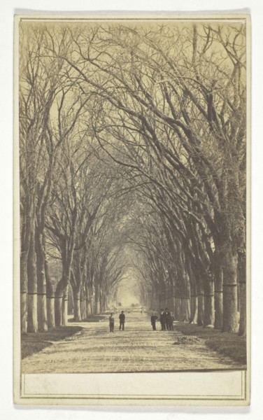 Untitled (avenue of trees), n.d., American, 19th century, United States, Albumen print, 9 x 5.8 cm