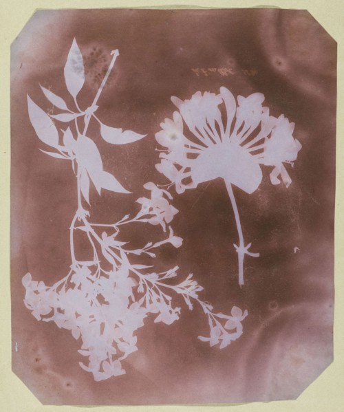 Two Plant Specimens, 1839, William Henry Fox Talbot, English, 1800–1877, England, Photogenic