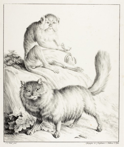 Cat and Monkey, 1814/16, Gottfried Engelmann (French, 1788-1839), after Jean Baptiste Huet (French,