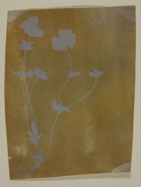 Stem of Leaves and Flowers, c. 1835/37, William Henry Fox Talbot, English, 1800–1877, England,