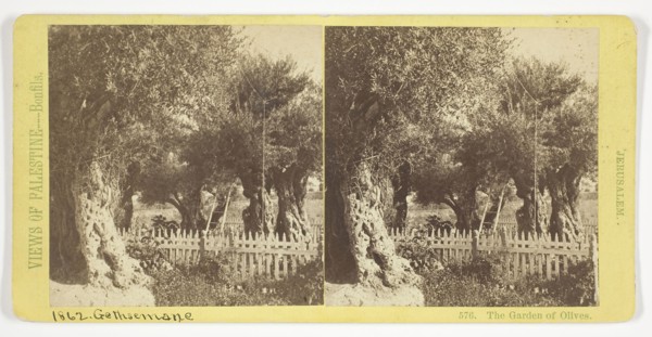 The Garden of Olives, Jerusalem, 1860/85, Félix Bonfils, French, 1831–1885, France, Albumen print,