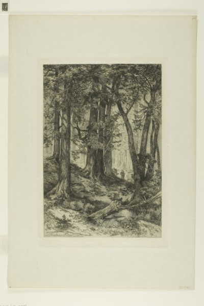 A California Forest, 1888, Mary Nimmo (American, 1842-1899), Thomas Moran (American, born England,