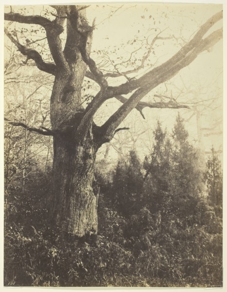 Untitled, c. 1860, Eugène Cuvelier, French, 1830–1900, France, Albumen print, 25.6 × 19.9 cm