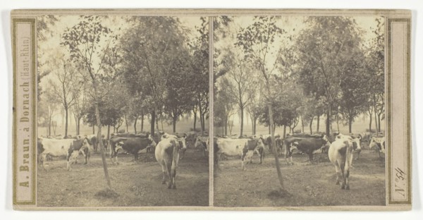 Untitled, 1850/77, A. Braun, French, 1811–1877, France, Albumen print, stereo, 8 × 7.2 cm (each), 8