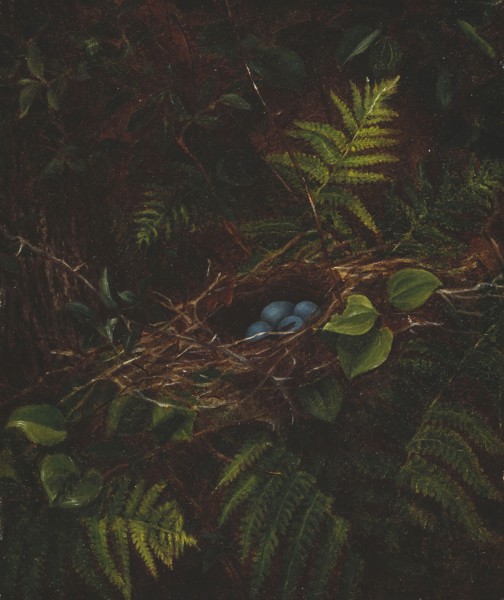 Bird’s Nest and Ferns, 1863, Fidelia Bridges, American, 1834–1923, United States, Oil on panel, 20