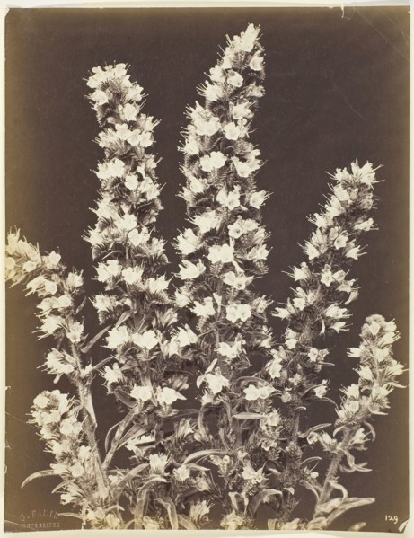 Untitled, c. 1870, Constant Famin, French, active late 19th century, France, Albumen print, 26.7 ×