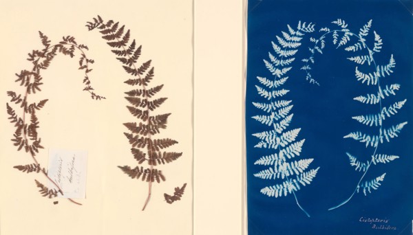 From the Hatton Fern Album, c. 1850, Anonymous, English, 19th Century, England, Cyanotype fern