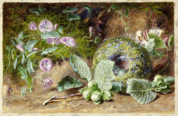 Convobuli and Nest, c. 1863, Jabez Bligh, English, act. 1863-1889, England, Gouache on ivory wove