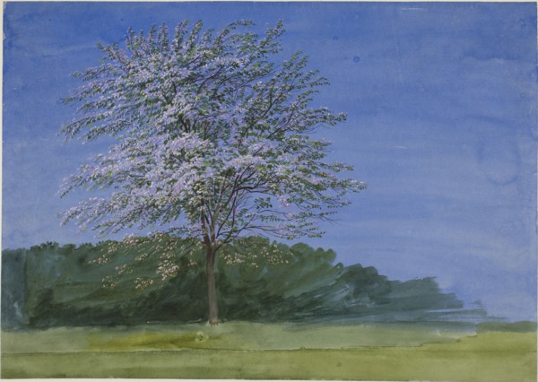 Study of a Tree in Bloom, c. 1835, William Turner, English, 1789-1862, England, Watercolor and