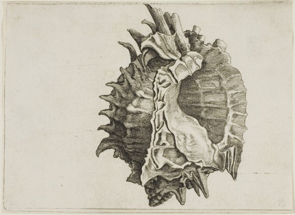 Pink-Mouth Murex (phyllonotus erythrostomus), c. 1646, Wenceslaus Hollar, Czech, 1607-1677,