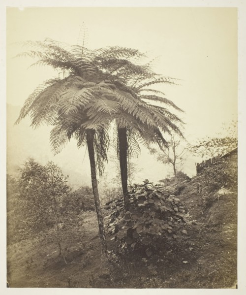 The Tree Fern, Prize Photo, 1863, Samuel Bourne, English, 1834–1912, England, Albumen silver print,
