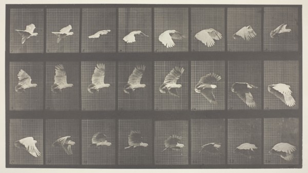 Animal Locomotion, Plate 758, 1887, Eadweard Muybridge, English, active United States, 1830–1904,