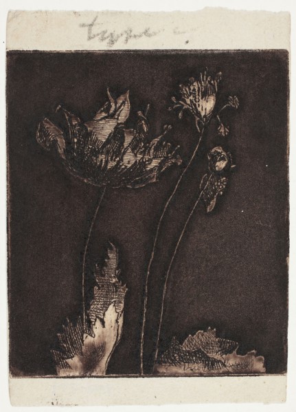 Last Poppies, 1897, Theodore Roussel, French, worked in England, 1847-1926, England, Mezzotint,