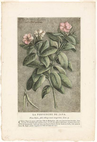 The Periwinkle of Java, from Collection of Usual, Curious, and Foreign Plants, 1767, Jacques Fabien