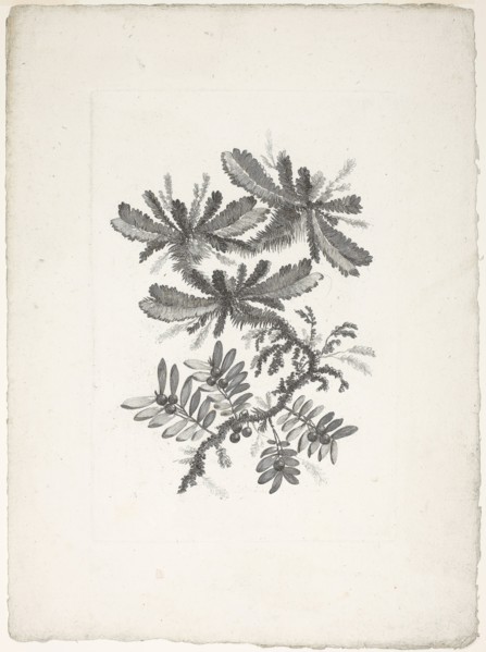 Bouquet, from Collection of New Flowers of Taste for the Manufacture of Persian Cloth, Invented and